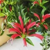 Lipstick Purple Star Live Plant – Aeschynanthus radicans – 4-6" Tall – 2" Pot – Trailing Indoor Houseplant - Image 1