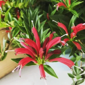 Lipstick Purple Star Live Plant – Aeschynanthus radicans – 4-6