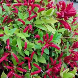 Lipstick Purple Star Live Plant – Aeschynanthus radicans – 4-6