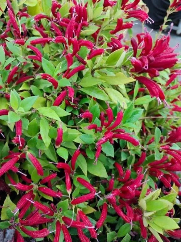 Lipstick Purple Star Live Plant – Aeschynanthus radicans – 4-6" Tall – 2" Pot – Trailing Indoor Houseplant - Image 2