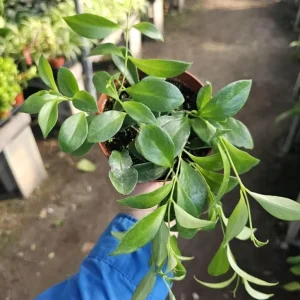 Lipstick Purple Star Live Plant – Aeschynanthus radicans – 4-6