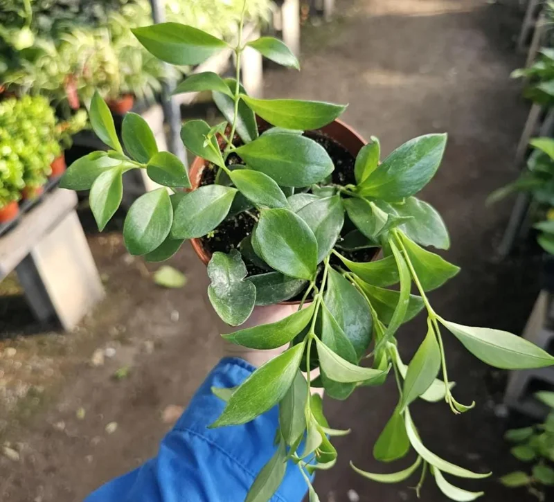 Lipstick Purple Star Live Plant – Aeschynanthus radicans – 4-6" Tall – 2" Pot – Trailing Indoor Houseplant - Image 3