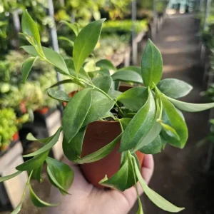 Lipstick Purple Star Live Plant – Aeschynanthus radicans – 4-6