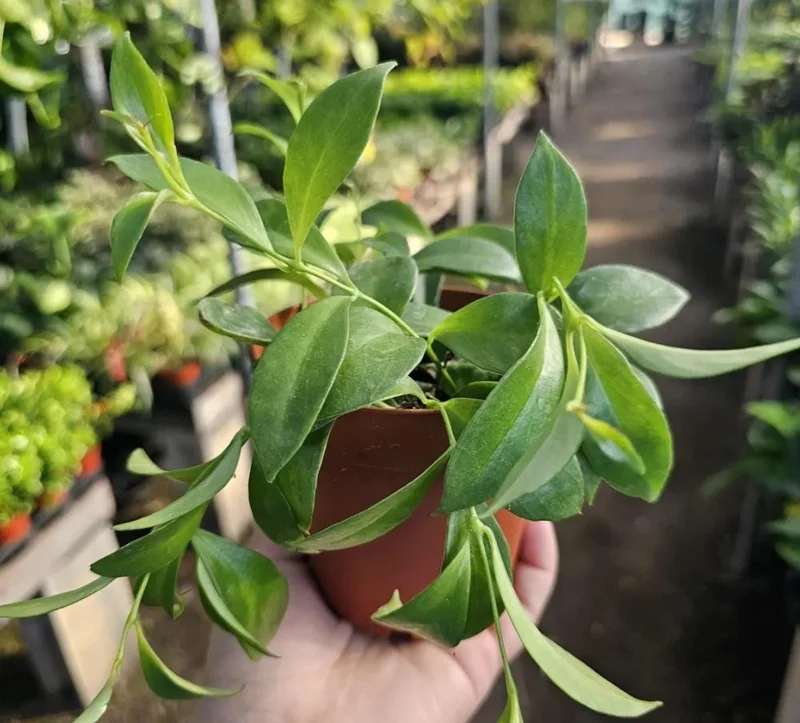 Lipstick Purple Star Live Plant – Aeschynanthus radicans – 4-6" Tall – 2" Pot – Trailing Indoor Houseplant - Image 5