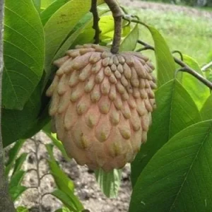 Lisa Atemoya Fruit Tree - Live Plant - Grafted - 1 ft Tall - Ship in 3 Gal Pot - Image 1