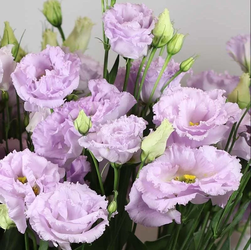Lisianthus Lilac Shade Live Starter Plant - 2-5" Tall, 2" Pot - Eustoma Flower for Cottage Garden - Image 2