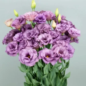 Lisianthus Lilac Shade Live Starter Plant - 2-5