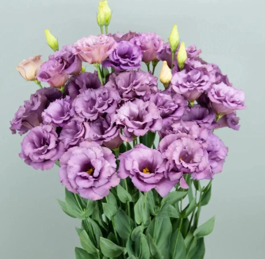 Lisianthus Lilac Shade Live Starter Plant - 2-5" Tall, 2" Pot - Eustoma Flower for Cottage Garden - Image 3