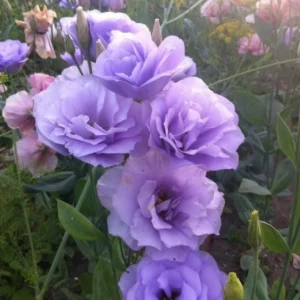 Lisianthus Lilac Shade Live Starter Plant - 2-5