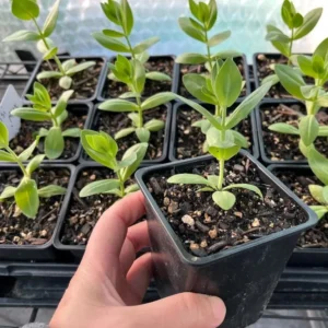 Lisianthus Lilac Shade Live Starter Plant - 2-5