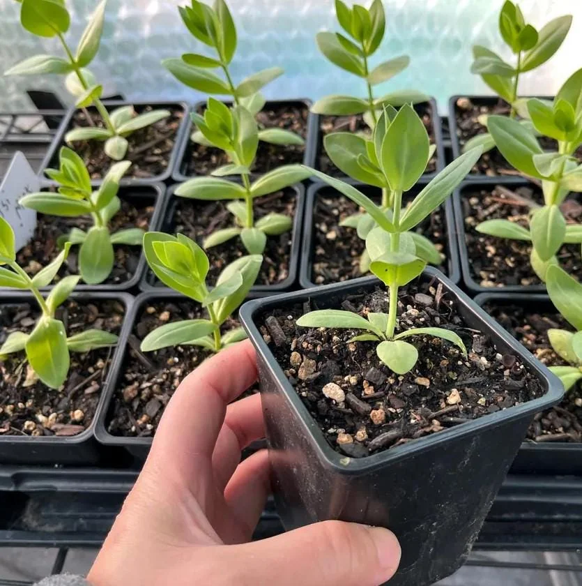 Lisianthus Lilac Shade Live Starter Plant - 2-5" Tall, 2" Pot - Eustoma Flower for Cottage Garden - Image 4