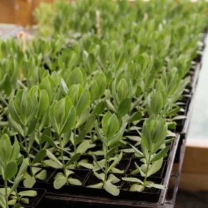 Lisianthus Lilac Shade Live Starter Plant - 2-5