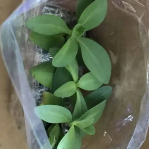 Lisianthus Lilac Shade Live Starter Plant - 2-5