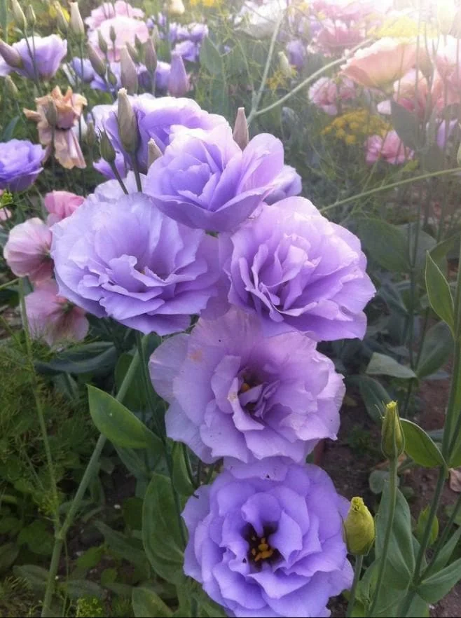 Lisianthus Lilac Shade Live Starter Plants Set of 2, 2-5" Tall in 2" Pot, Eustoma Flower - Image 2