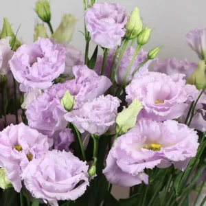 Lisianthus Lilac Shade Live Starter Plants Set of 2, 2-5