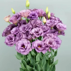 Lisianthus Lilac Shade Live Starter Plants Set of 2, 2-5