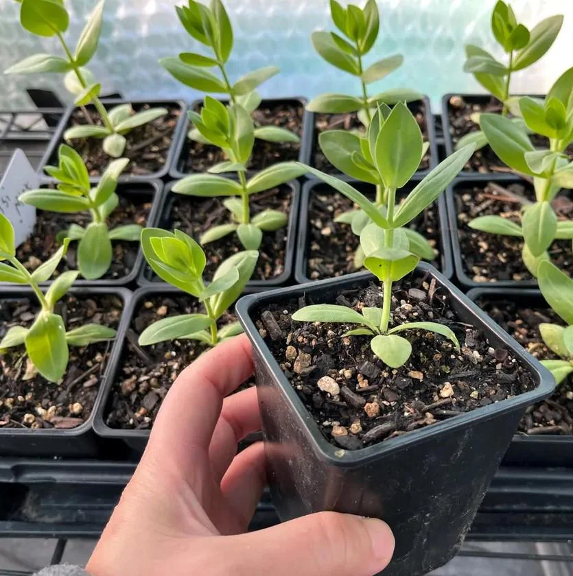 Lisianthus Lilac Shade Live Starter Plants Set of 2, 2-5" Tall in 2" Pot, Eustoma Flower - Image 4