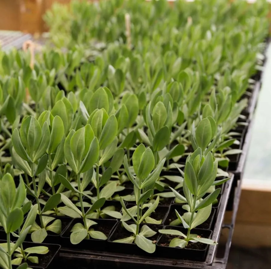 Lisianthus Lilac Shade Live Starter Plants Set of 2, 2-5" Tall in 2" Pot, Eustoma Flower - Image 5