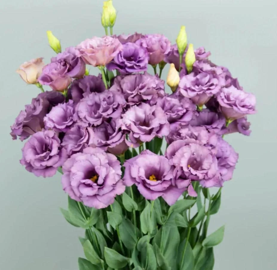 Lisianthus Lilac Shade Live Starter Plants Set of 2, 2-5" Tall in 2" Pot, Eustoma Flower - Image 1