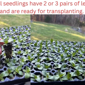 Lisianthus Live Plant Plug - 'Rose Without Thorns' Starter for Garden & Floral Arrangements - Image 2