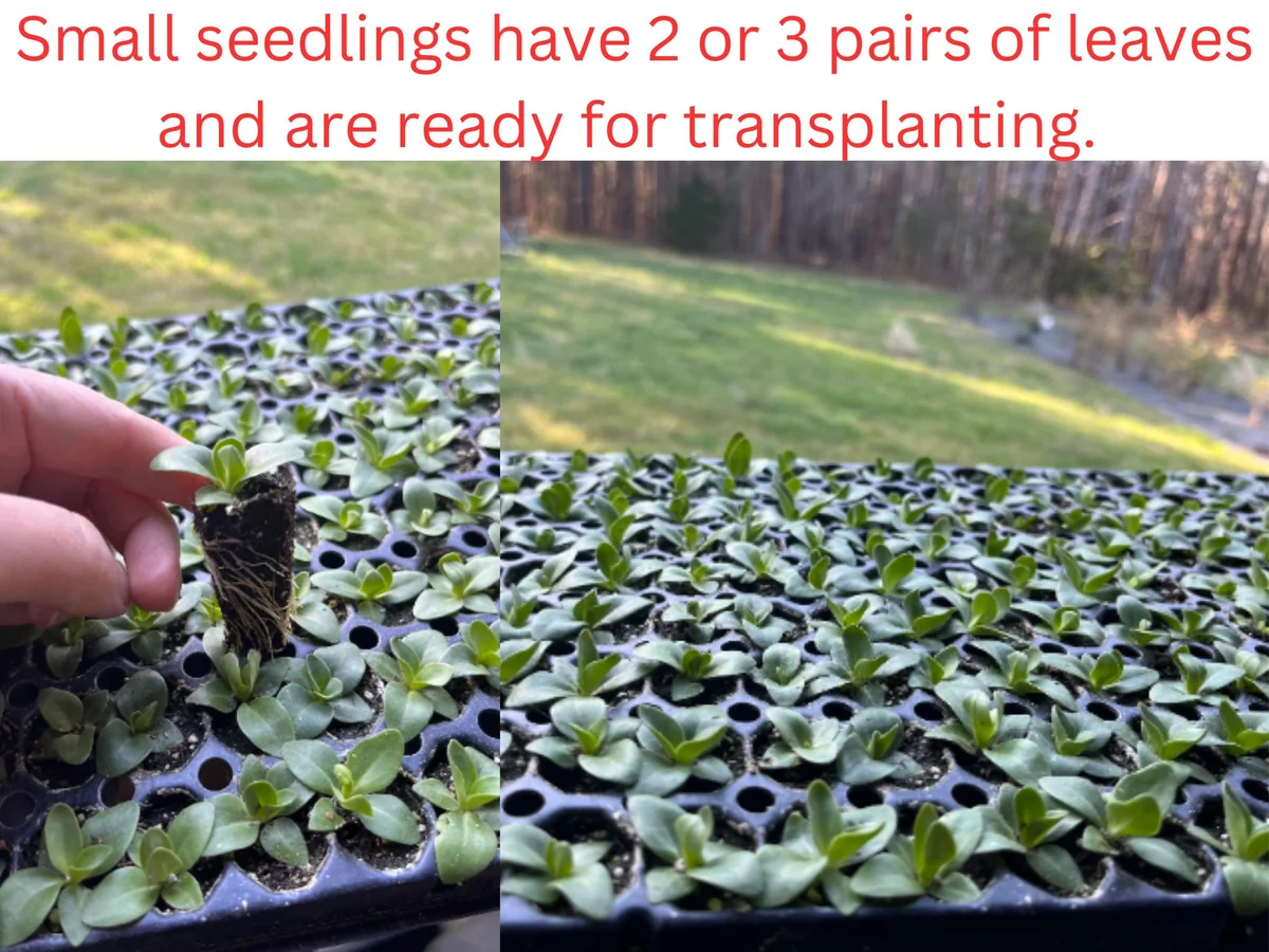 Lisianthus Live Plant Plug - 'Rose Without Thorns' Starter for Garden & Floral Arrangements - Image 2