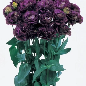 Lisianthus Live Plant Plug - 'Rose Without Thorns' Starter for Garden & Floral Arrangements - Image 4