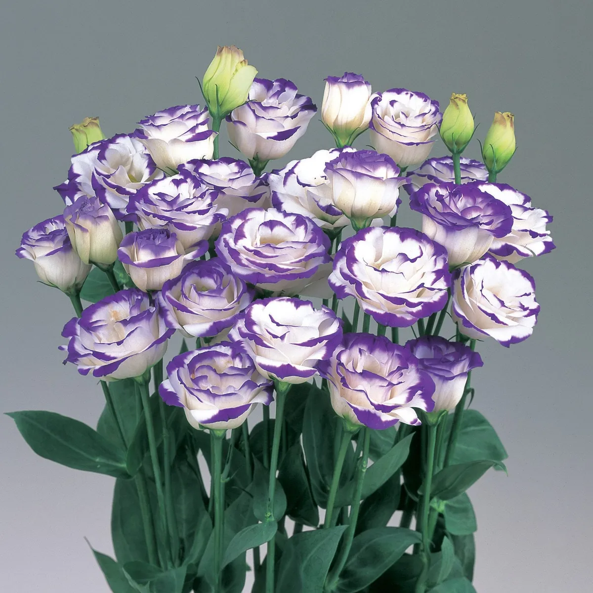Lisianthus Live Plant Plug - 'Rose Without Thorns' Starter for Garden & Floral Arrangements - Image 6