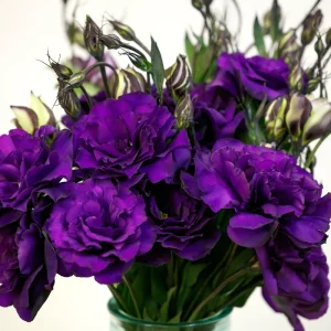 Lisianthus Live Plant Plug - 'Rose Without Thorns' Starter for Garden & Floral Arrangements - Image 8