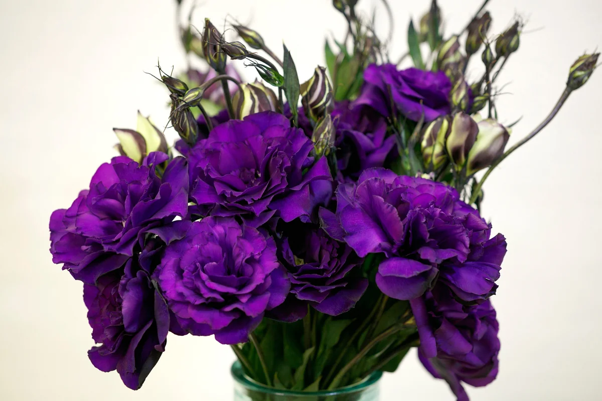 Lisianthus Live Plant Plug - 'Rose Without Thorns' Starter for Garden & Floral Arrangements - Image 8