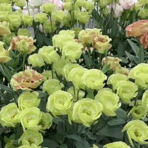 Lisianthus Live Plant Plug - 'Rose Without Thorns' Starter for Garden & Floral Arrangements - Image 9