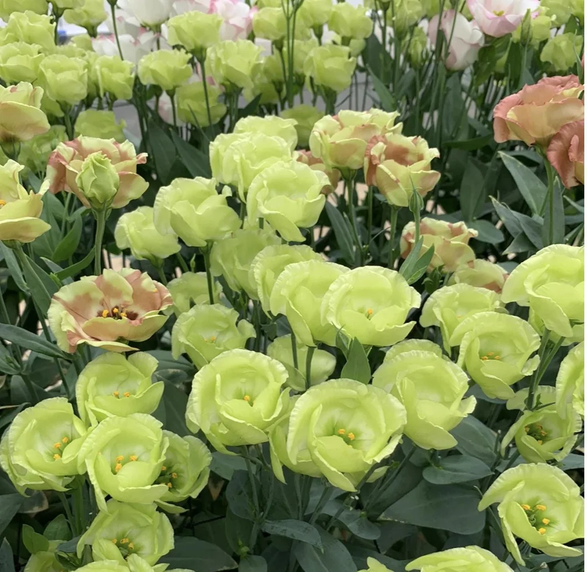 Lisianthus Live Plant Plug - 'Rose Without Thorns' Starter for Garden & Floral Arrangements - Image 9