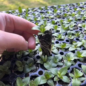 Lisianthus Live Plant - Rose Without Thorns Starter Plug - Attracts Pollinators - Image 3