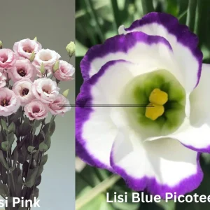 Lisianthus Live Plant - Well Rooted, 2-3.25 inch Pots, Outdoor Flower - Image 10