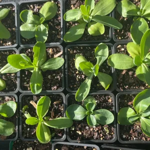 Lisianthus Live Plant - Well Rooted, 2-3.25 inch Pots, Outdoor Flower - Image 3