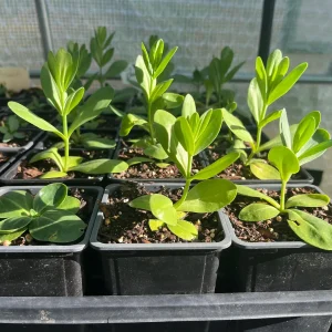 Lisianthus Live Plant - Well Rooted, 2-3.25 inch Pots, Outdoor Flower - Image 4