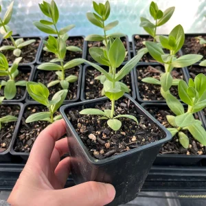 Lisianthus Live Plant - Well Rooted, 2-3.25 inch Pots, Outdoor Flower - Image 5