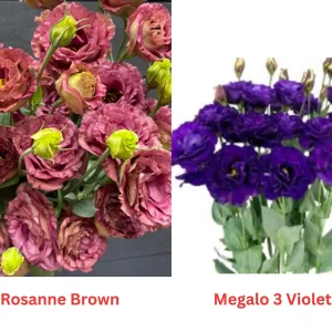 Lisianthus Live Plant - Well Rooted, 2-3.25 inch Pots, Outdoor Flower - Image 8