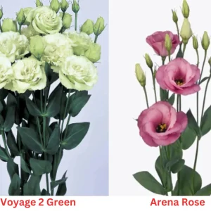 Lisianthus Live Plant - Well Rooted, 2-3.25 inch Pots, Outdoor Flower - Image 9