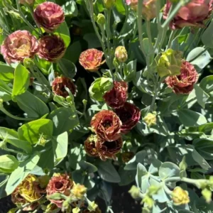 Lisianthus Rosanne Brown Plant Plug - 2-3" Tall Starter Plant - Brown Flower - Image 2