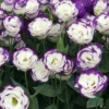 Lisianthus Solo Blue Picotee Live Plugs - Eustoma grandiflorum - Elegant Cut Flower Plant - Image 1