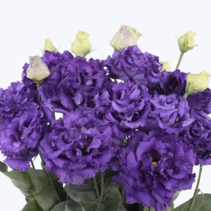 Lisianthus Starter Plant - Thorn-Free 'Rose' Live Plug for Gardens - Image 5