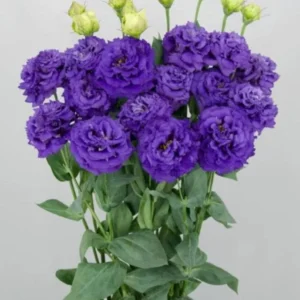 Lisianthus Voyage 2 Blue Live Plugs - Cut Flower Plant - Blue Eustoma grandiflorum - Image 2