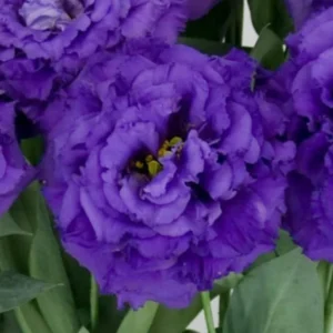 Lisianthus Voyage 2 Blue Live Plugs - Cut Flower Plant - Blue Eustoma grandiflorum - Image 3