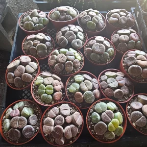 Lithops Live Plant - Assorted Living Stone Succulents, Potted Houseplant - Image 3