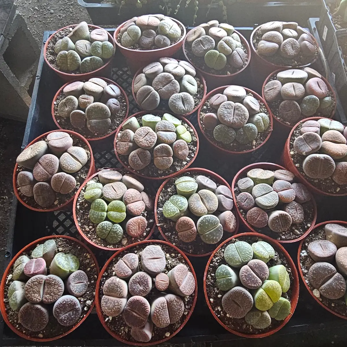 Lithops Live Plant - Assorted Living Stone Succulents, Potted Houseplant - Image 3