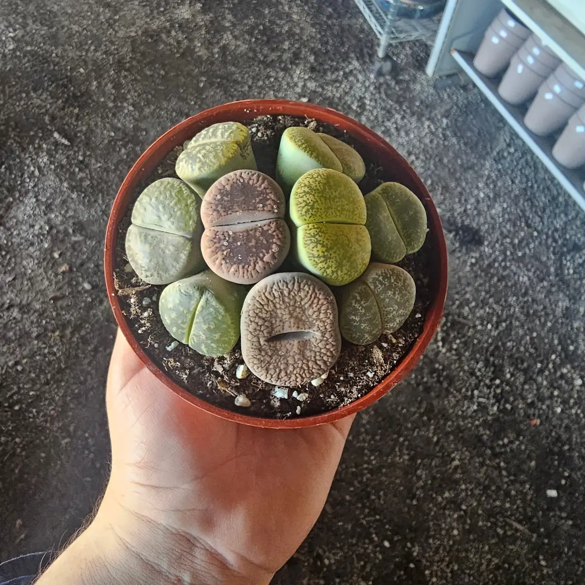 Lithops Live Plant - Assorted Living Stone Succulents, Potted Houseplant - Image 1