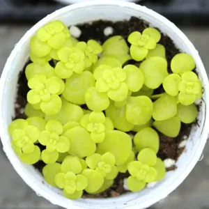 Lithops Living Stone Flower Succulent Cactus Seeds - Rare Indoor/Outdoor Plant - Image 1