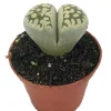 Lithops Living Stone Plant - 2 inch Pot - Unique Succulent Live Plant - Image 1