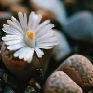 Lithops Living Stone Plant - 2 inch Pot - Unique Succulent Live Plant - Image 2