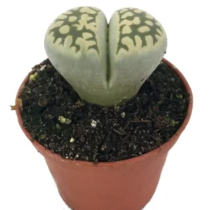 Lithops Living Stone Plant - 2 inch Pot - Unique Succulent Live Plant - Image 1